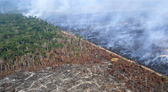 Brussels proposes to postpone the application of its anti deforestation legislation