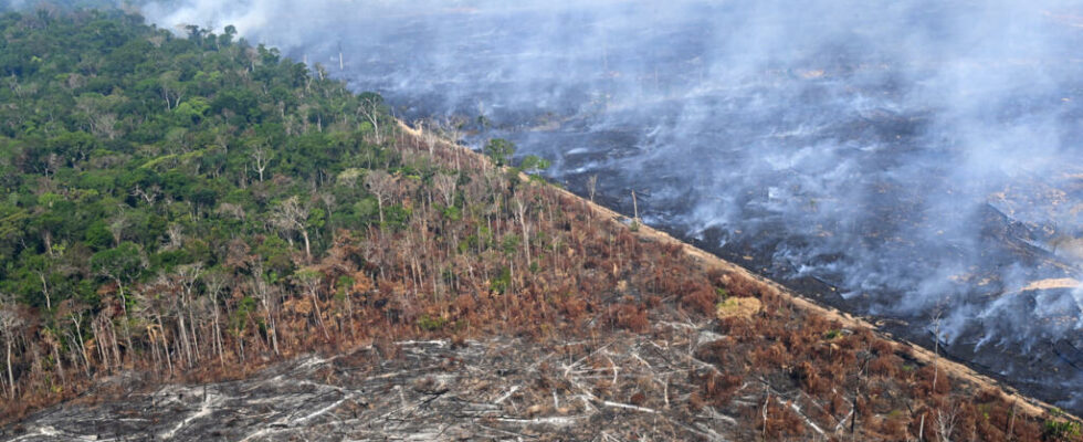 Brussels proposes to postpone the application of its anti deforestation legislation