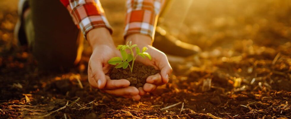 Burying your pet in the garden is prohibited but not