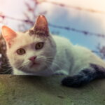 Cat owners think they are doing the right thing by