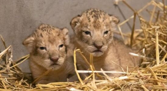 Cubs in Amersfoort Zoo sisters born on Animal Day