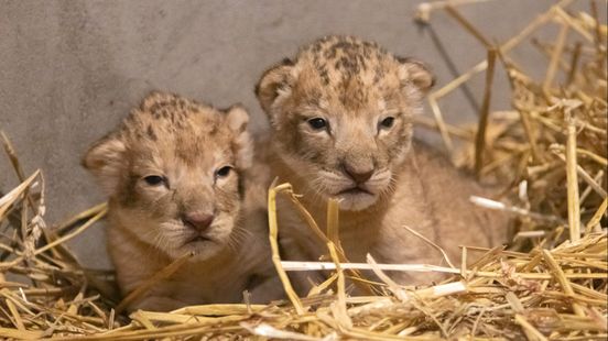 Cubs in Amersfoort Zoo sisters born on Animal Day