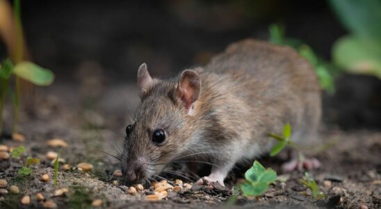 Death of a forty year old bitten by a rat precautions to