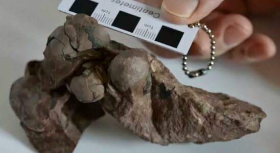 Dinosaur eggs found are 80 million years old