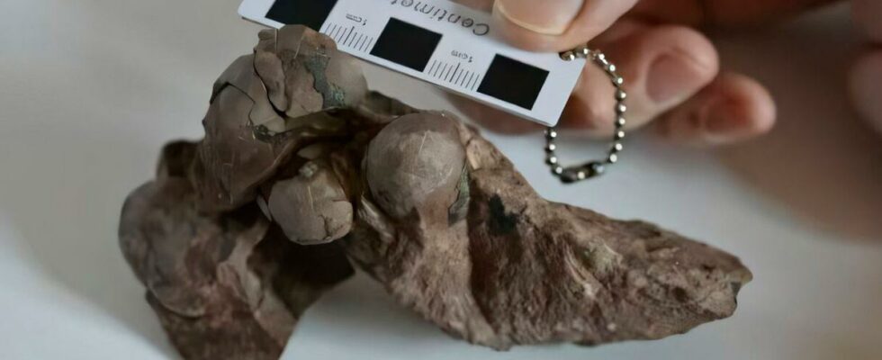 Dinosaur eggs found are 80 million years old