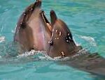 Dolphins smile when they play with each other according to