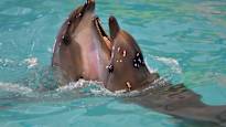 Dolphins smile when they play with each other according to