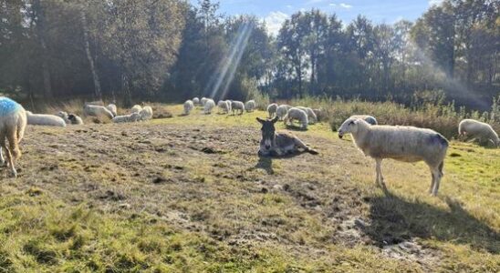 Donkey must protect flock of sheep from wolf Whether it