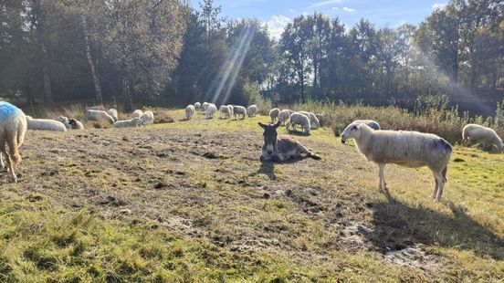 Donkey must protect flock of sheep from wolf Whether it