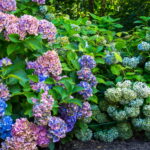 Hydrangeas bigger than before here are the three simple