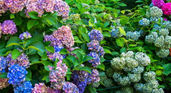 Hydrangeas bigger than before here are the three simple