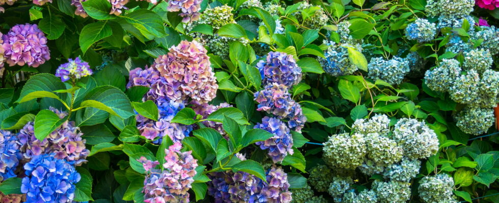 Hydrangeas bigger than before here are the three simple