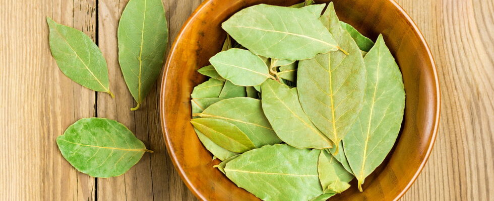 If bay leaf is often used in cooking to flavor