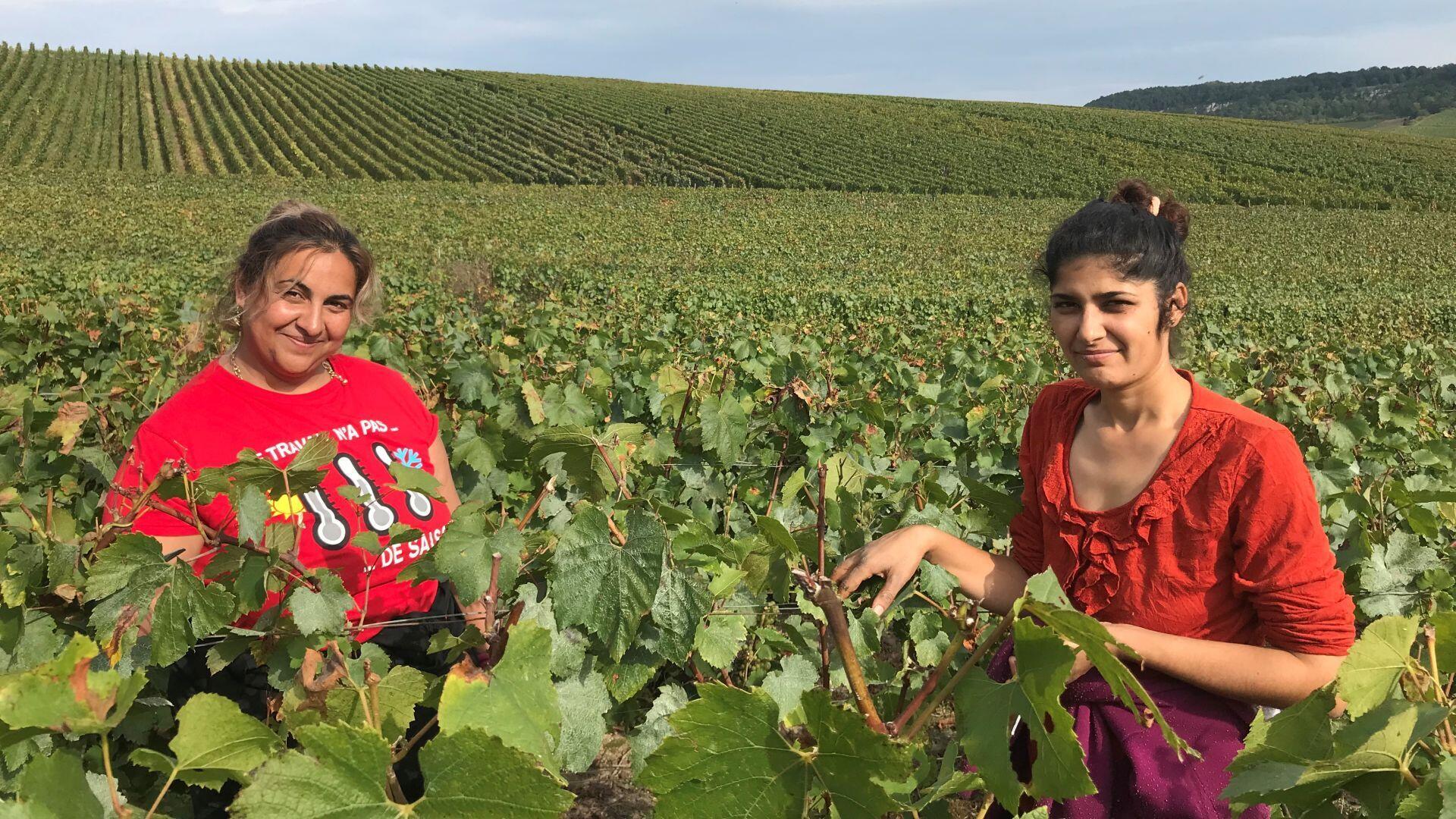 Bulgarian seasonal workers come to harvest in Champagne.