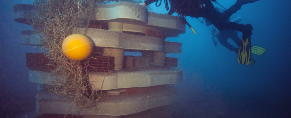 In Marseille underwater life partially returns to artificial reefs