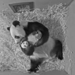 It wont be long before Ouwehands giant panda cub will