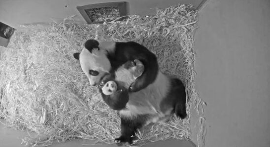 It wont be long before Ouwehands giant panda cub will