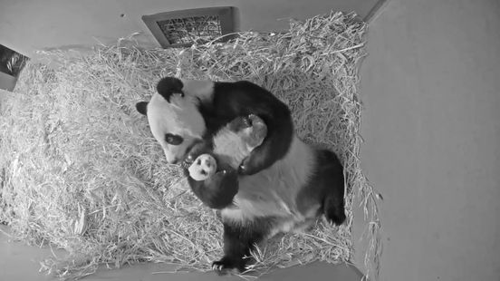 It wont be long before Ouwehands giant panda cub will