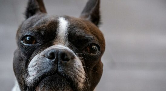 Let the dogs pee on the balcony may be