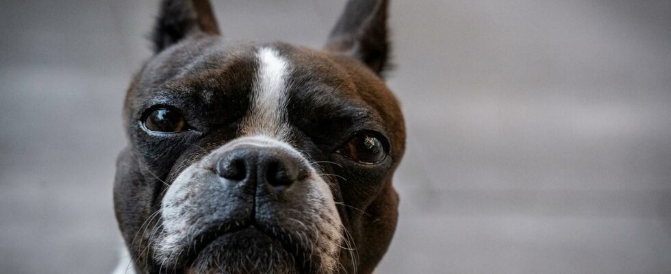 Let the dogs pee on the balcony may be