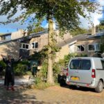 Leusdense red beech from Louise protected from felling it is