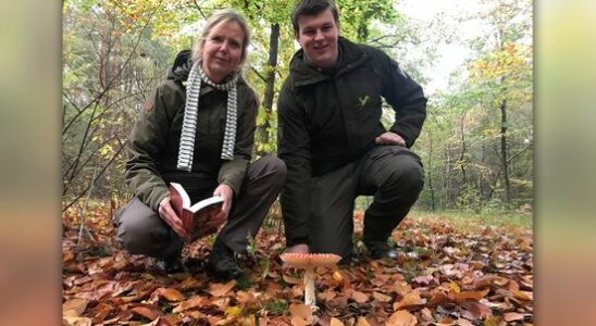 Mushroom pickers fined Its just watching not picking