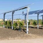 Photovoltaic Alliance agrivoltaic added value for Made in Italy development