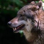 Provincial Council Utrecht must take charge of communication about wolf