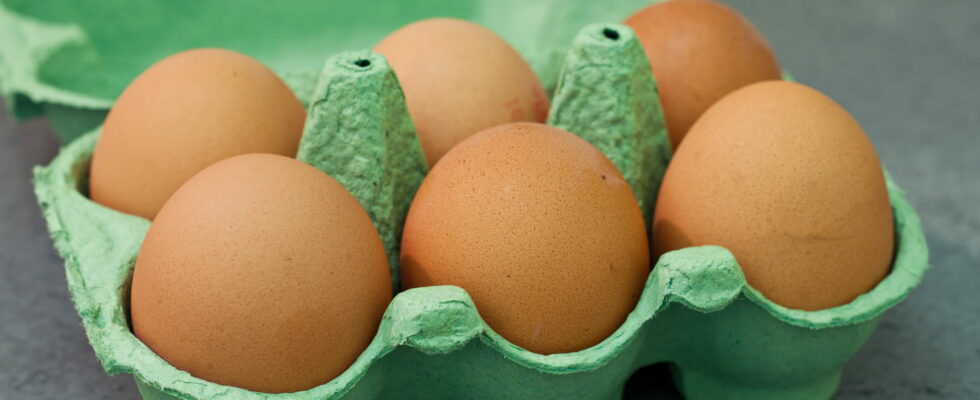 Recall of eggs contaminated with salmonella the complete list of