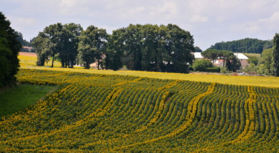 Researchers have studied organic fields for 20 years what they