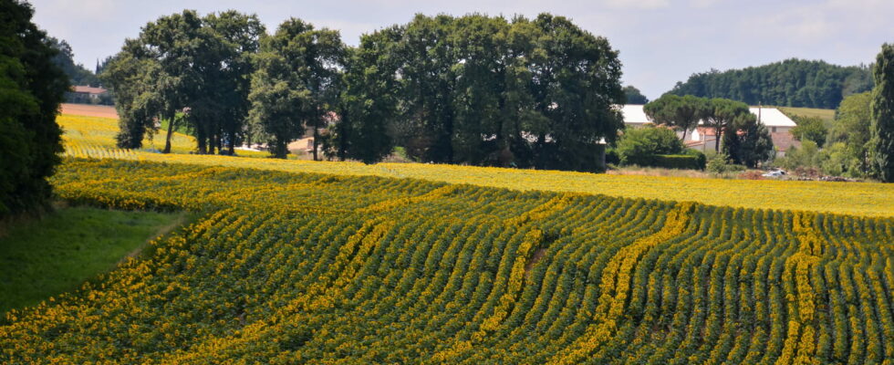 Researchers have studied organic fields for 20 years what they