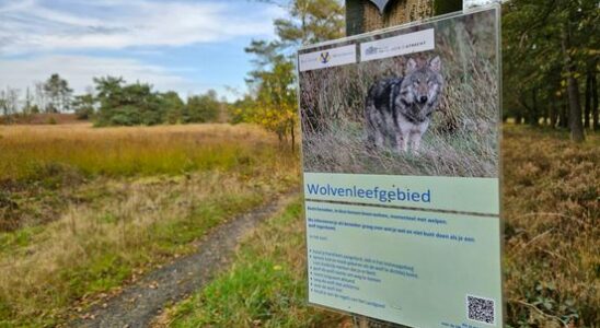 Single wolf Utrechtse Heuvelrug turns out to be the father