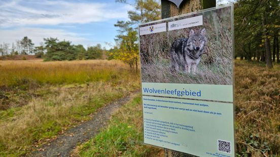 Single wolf Utrechtse Heuvelrug turns out to be the father