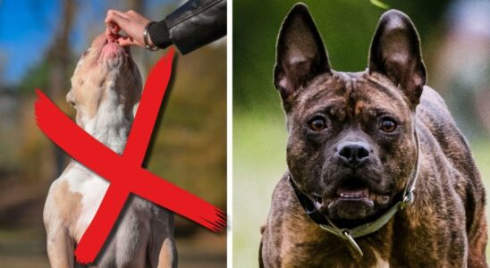 Six dog breeds that are illegal in Norway but