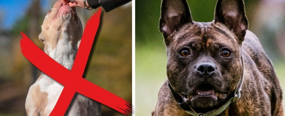 Six dog breeds that are illegal in Norway but