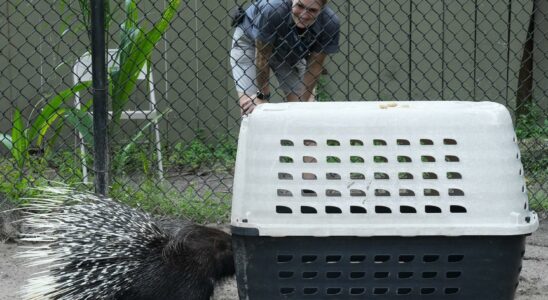 The animals are taken to safety before Hurricane Milton