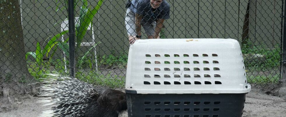 The animals are taken to safety before Hurricane Milton