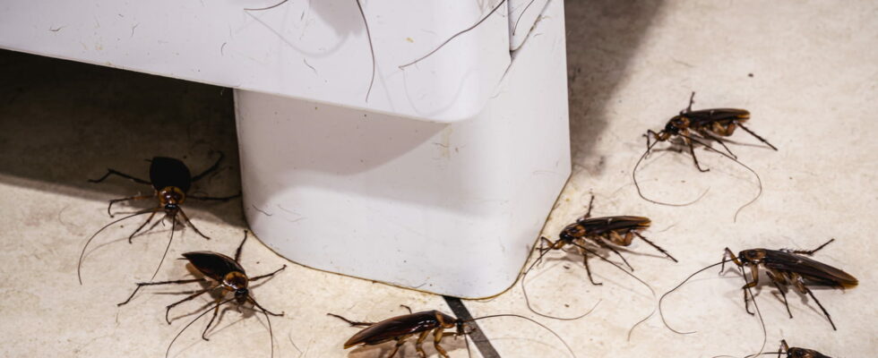 The solution to avoiding cockroaches is in your cupboards