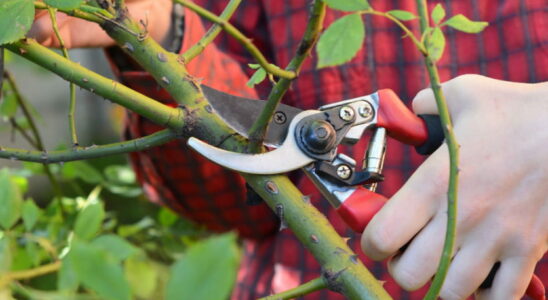 These garden plants need to be pruned now to have