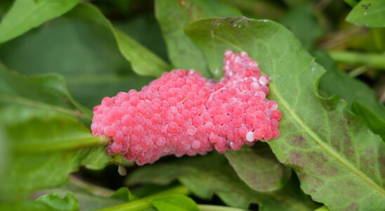 They are arriving in the gardens these pink eggs should