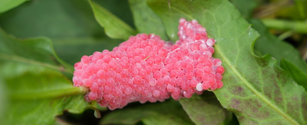 They are arriving in the gardens these pink eggs should