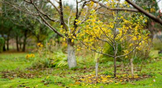 This trivial gesture in the garden in autumn can cause