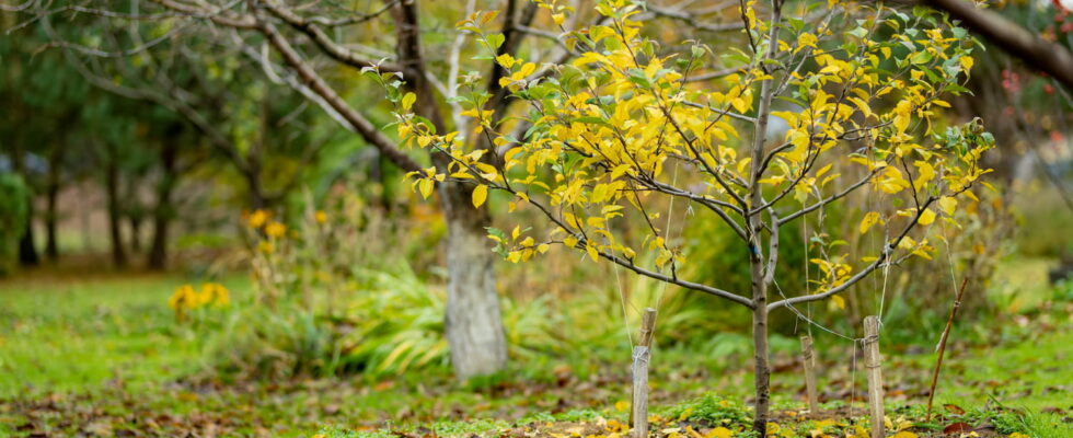 This trivial gesture in the garden in autumn can cause