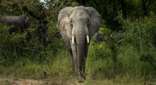 Three Africans receive Animal Action Awards for their animal protection