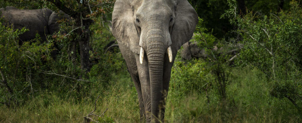 Three Africans receive Animal Action Awards for their animal protection