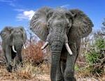 Tormented by drought in Namibia and Zimbabwe wild animals are