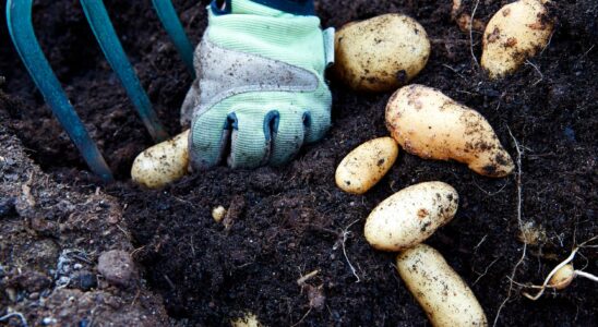 Unusual potato disease in Skane