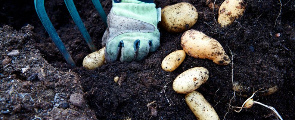 Unusual potato disease in Skane