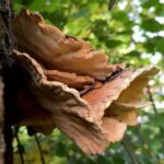 Utrecht leaves dead trees more often more space for mushrooms