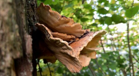 Utrecht leaves dead trees more often more space for mushrooms